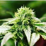 Marijuana and its effect on the psychological health and wellbeing